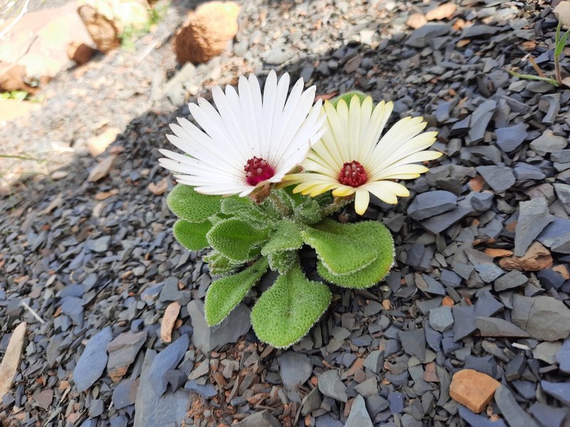 Cleretum maughanii photo 2