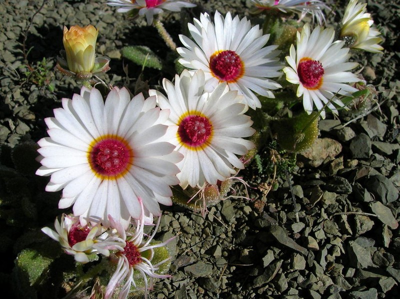 Cleretum maughanii photo 3