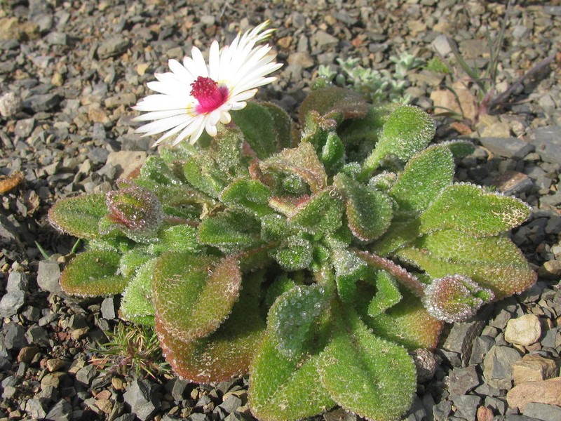 Cleretum maughanii photo 5