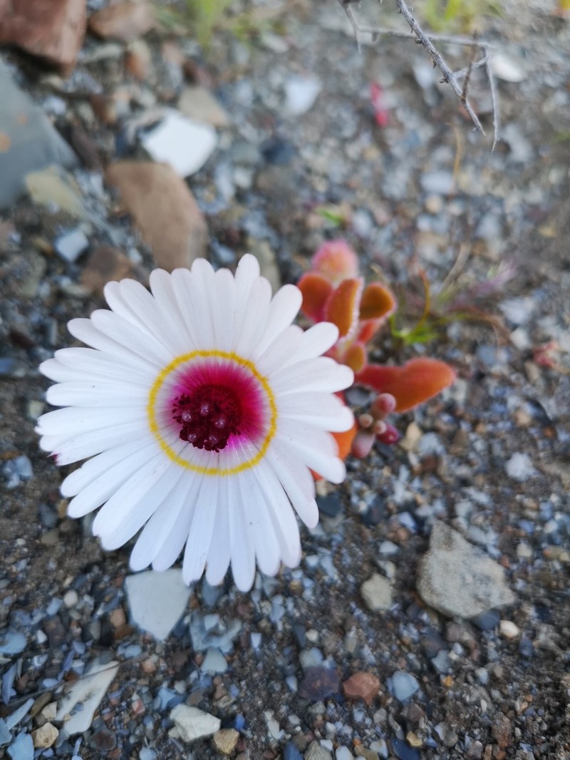Cleretum maughanii photo 6