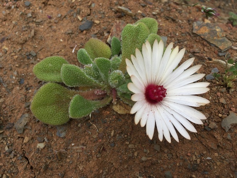 Cleretum maughanii photo 7