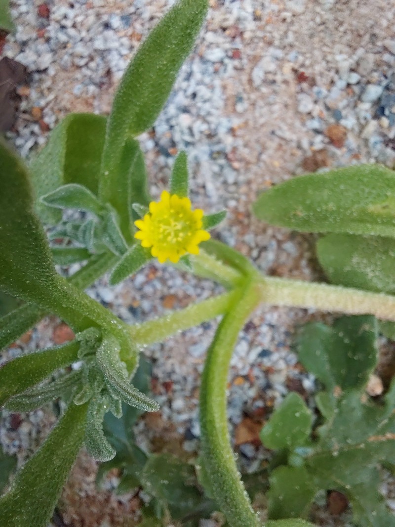 Cleretum papulosum subsp. papulosum