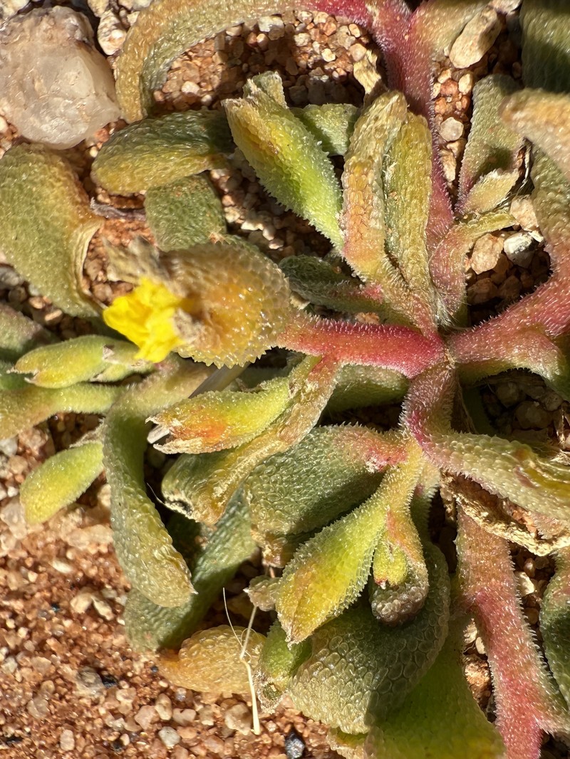 Cleretum papulosum subsp. papulosum photo 2