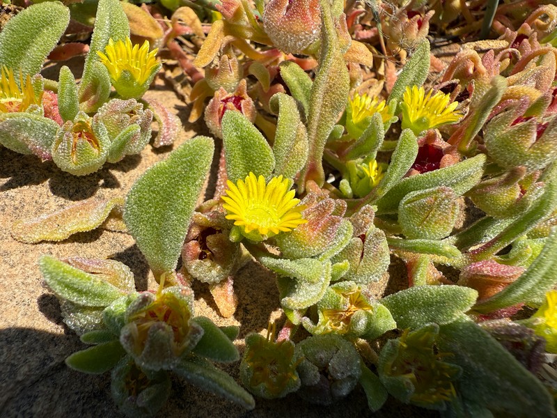 Cleretum papulosum subsp. papulosum photo 3