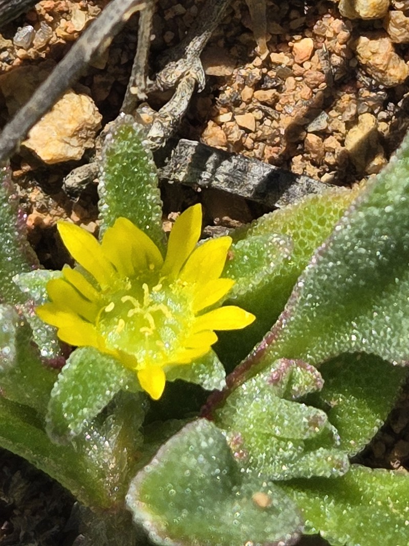Cleretum papulosum subsp. papulosum photo 4