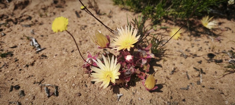 Cleretum rourkei