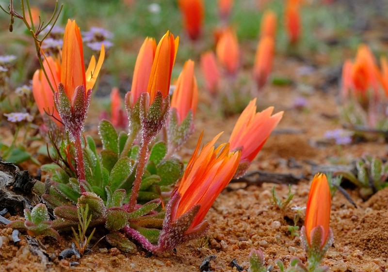 Cleretum rourkei photo 2