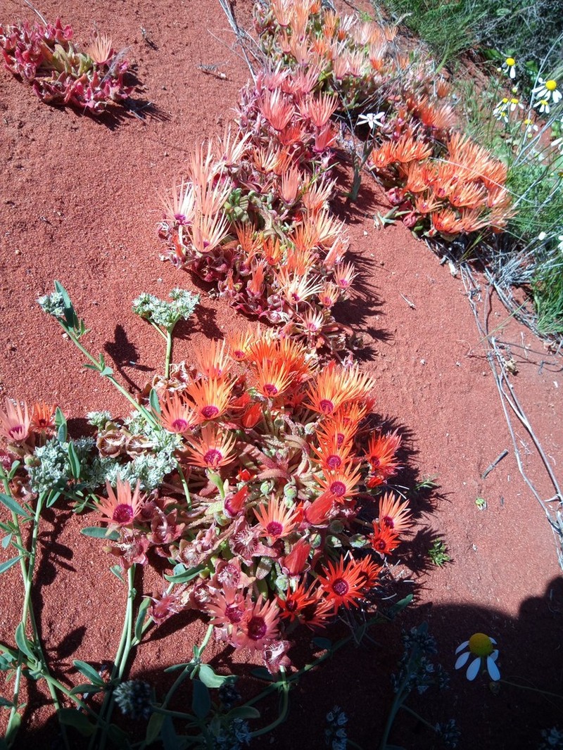 Cleretum rourkei photo 3