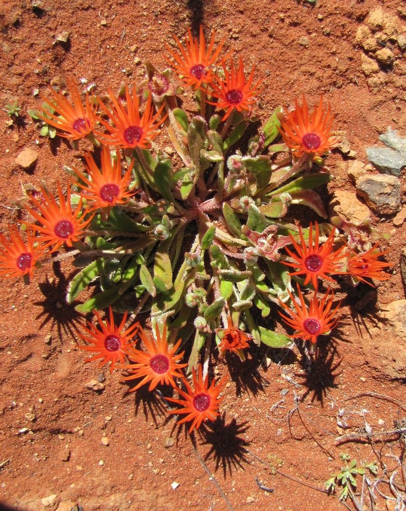 Cleretum rourkei photo 6