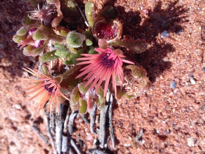 Cleretum rourkei photo 7