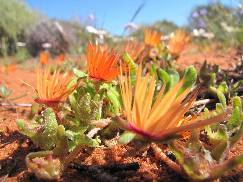 Cleretum rourkei photo 8