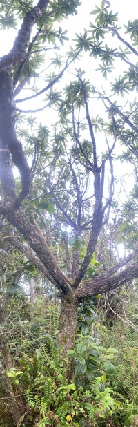'Oha Wai Nui