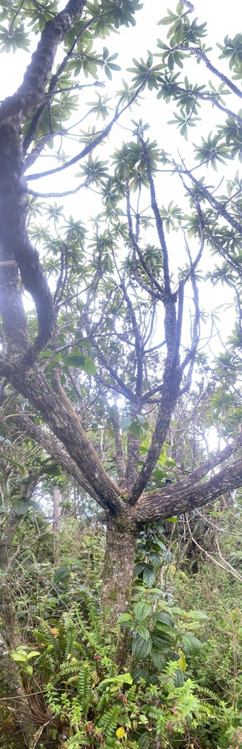 'Oha Wai Nui