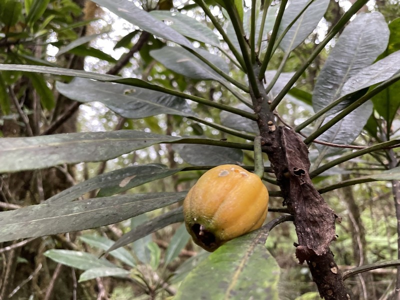 'Oha Wai Nui photo 2