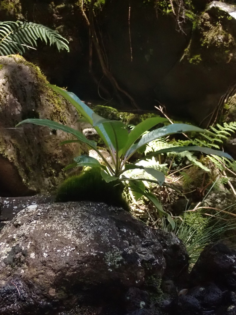 'Oha Wai Nui photo 3
