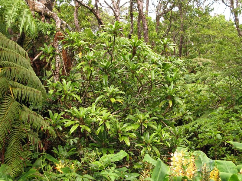 'Oha Wai Nui photo 4