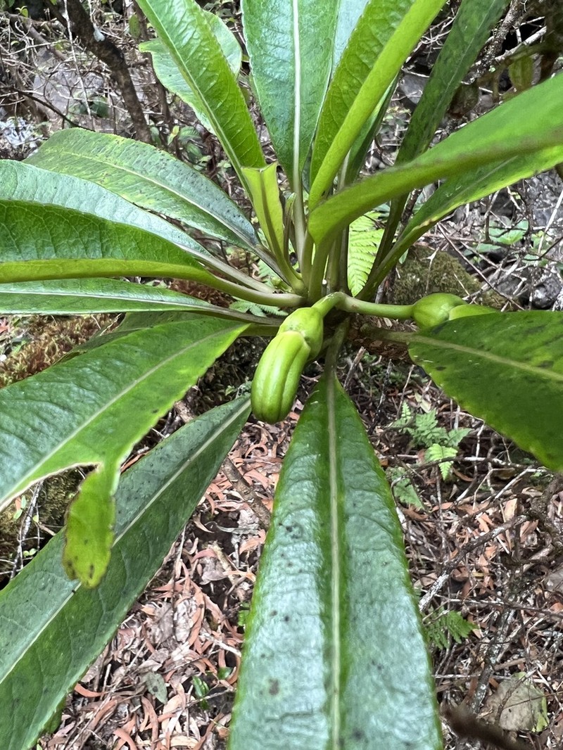 'Oha Wai Nui photo 5