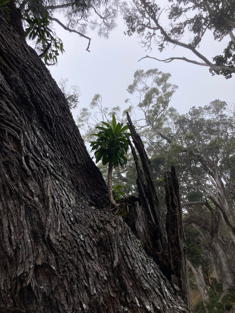 'Oha Wai Nui photo 6
