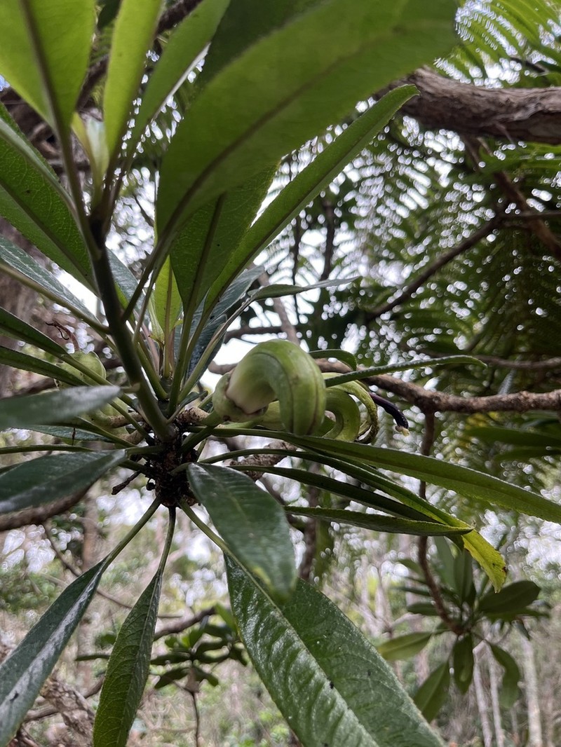 'Oha Wai Nui photo 7