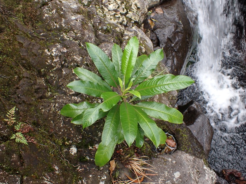 'Oha Wai Nui photo 8