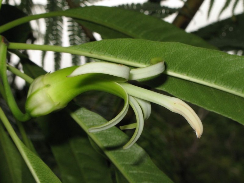 Kauai Clermontia