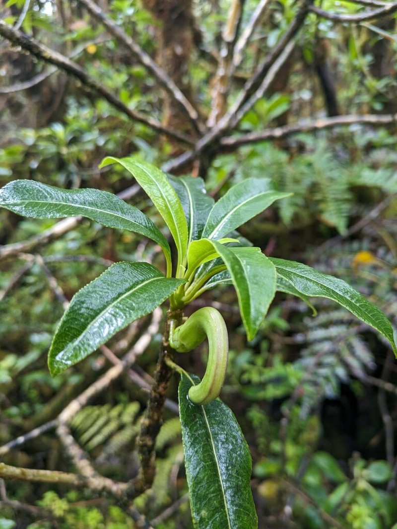Haha'Aiakamanu photo 4