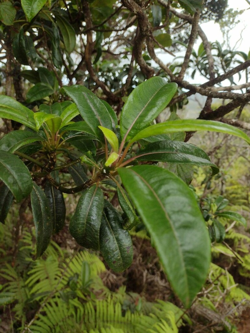Haha'Aiakamanu photo 8