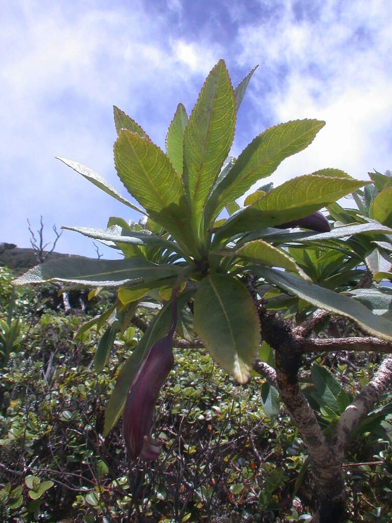 Bog Clermontia
