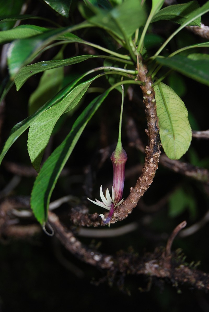 Bog Clermontia photo 2