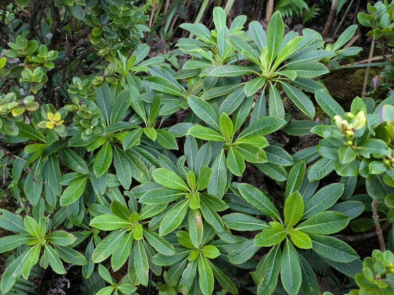 Bog Clermontia photo 3