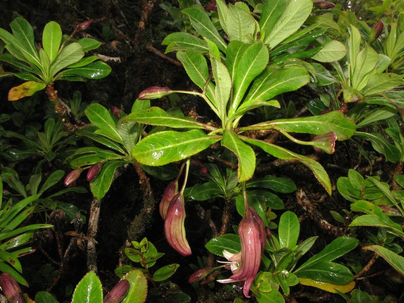 Bog Clermontia photo 4