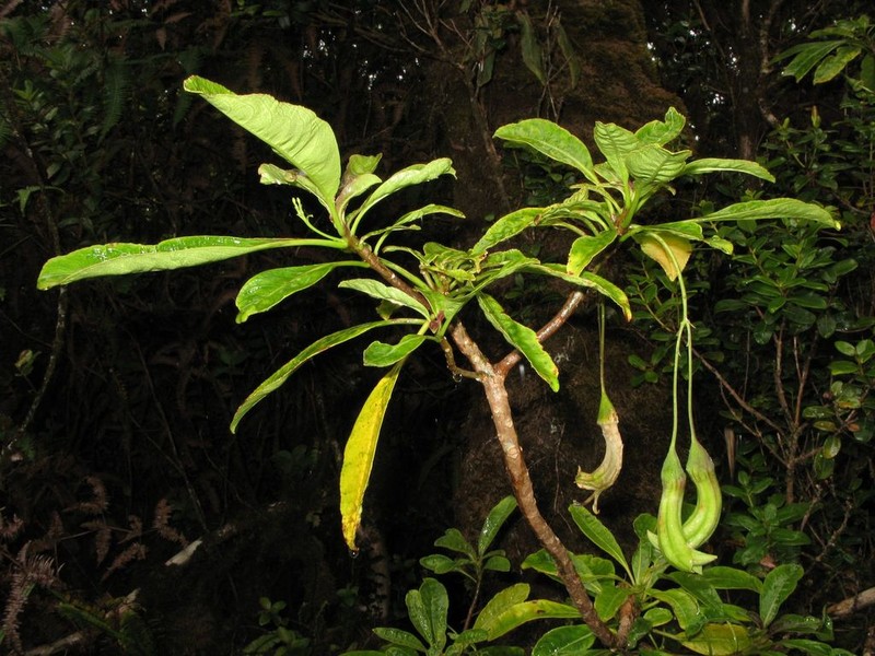Bog Clermontia photo 5