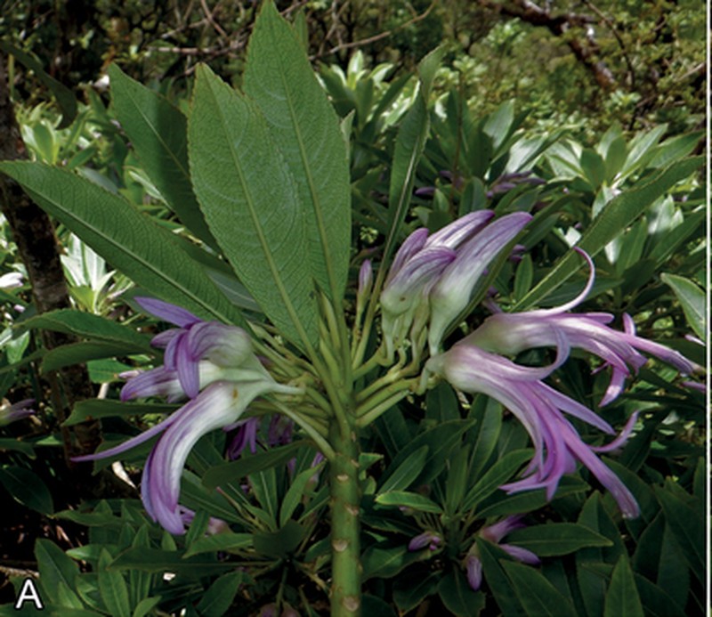 Clermontia hanaulaensis