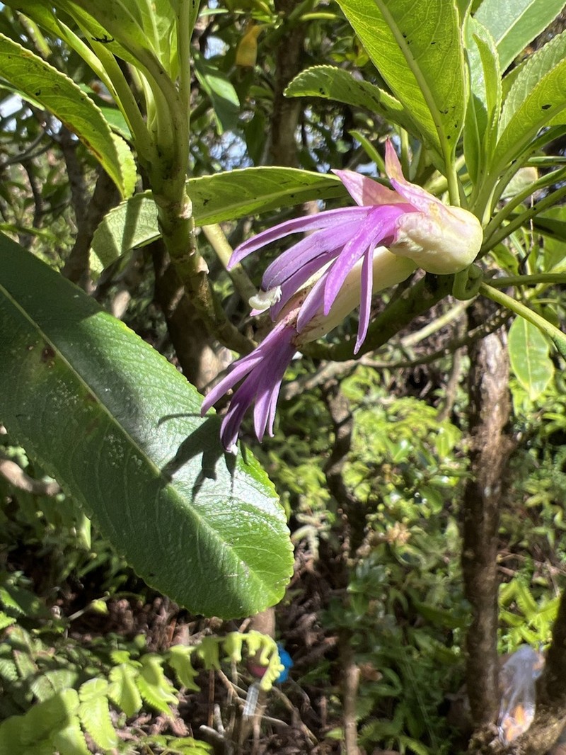 Clermontia hanaulaensis photo 2