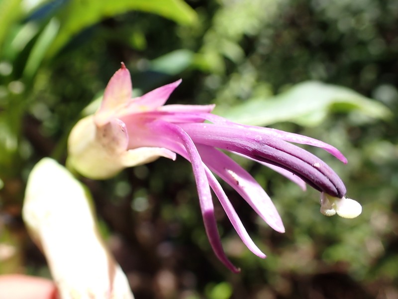 Clermontia hanaulaensis photo 3