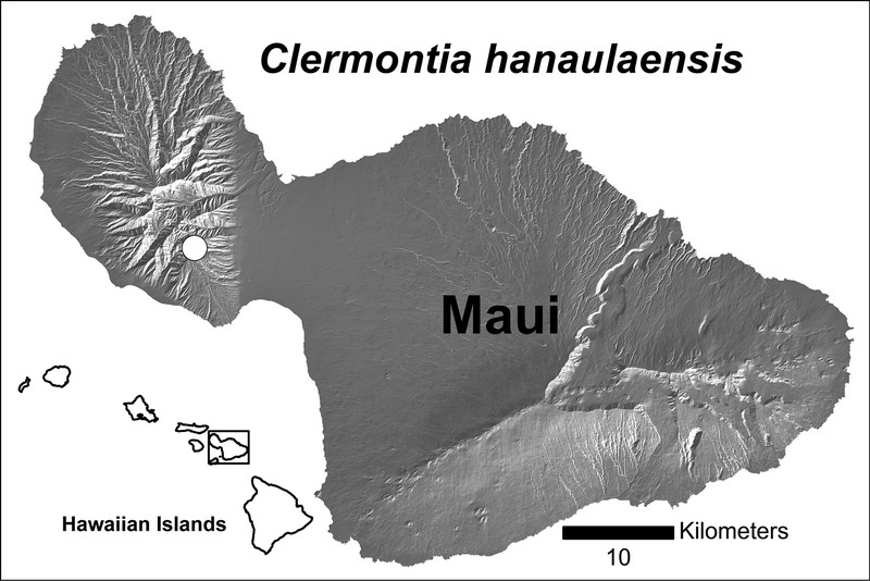 Clermontia hanaulaensis photo 4