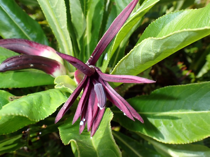 Waipio Valley Clermontia photo 3