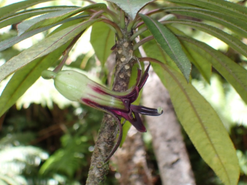 Waipio Valley Clermontia photo 5