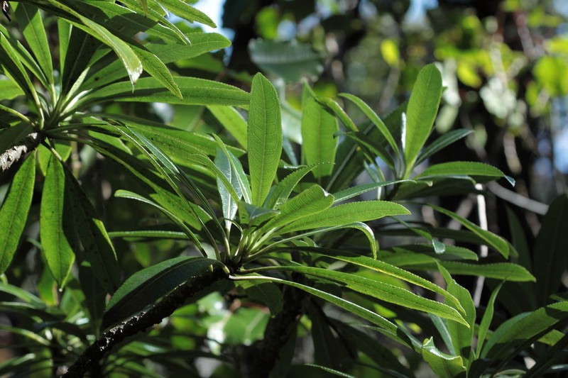 Waipio Valley Clermontia photo 6