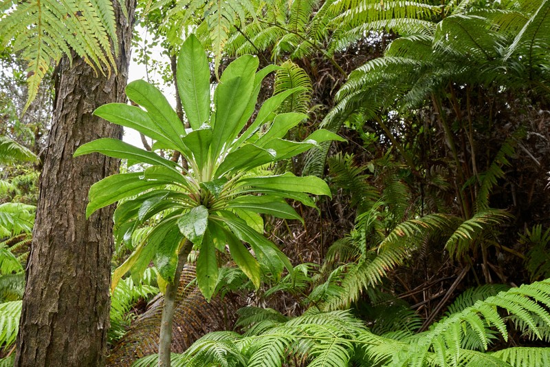 Mauna Loa Clermontia