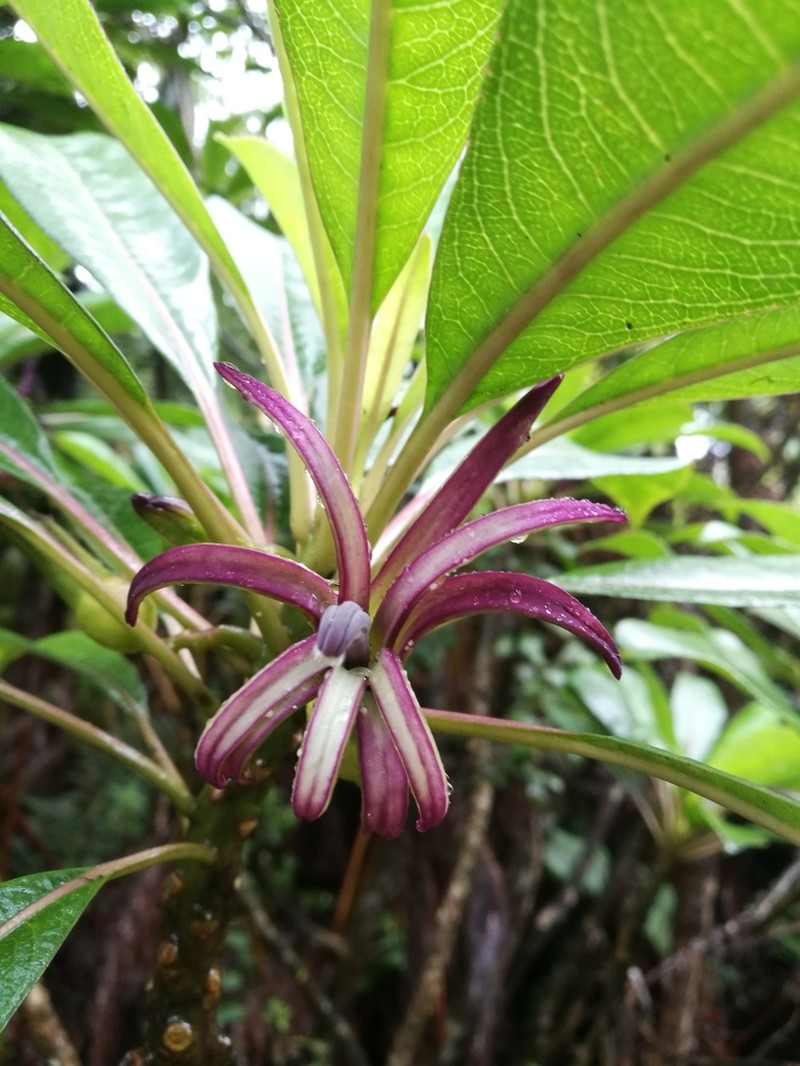Mauna Loa Clermontia