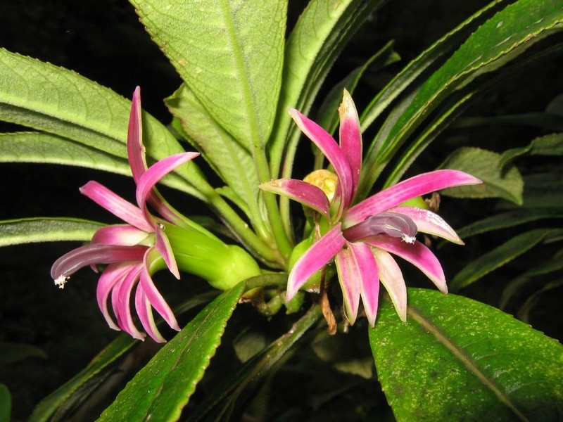 Mauna Loa Clermontia photo 2