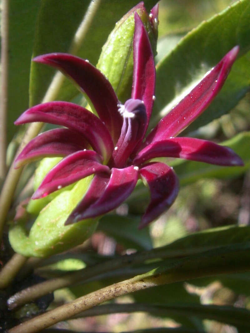 Mauna Loa Clermontia photo 3