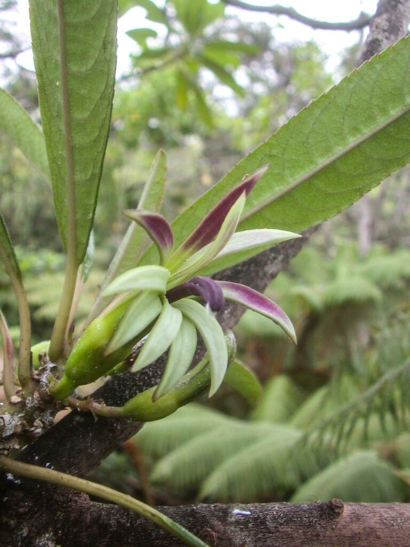 Mauna Loa Clermontia photo 4