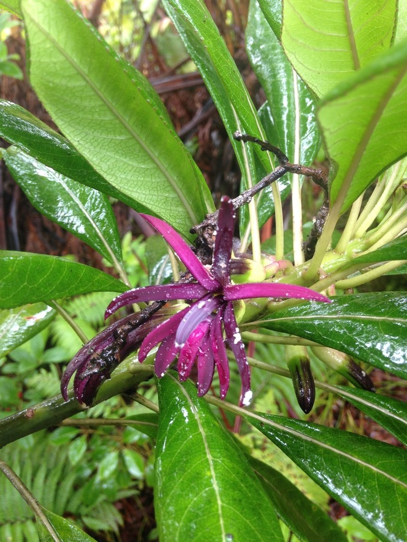 Mauna Loa Clermontia photo 6