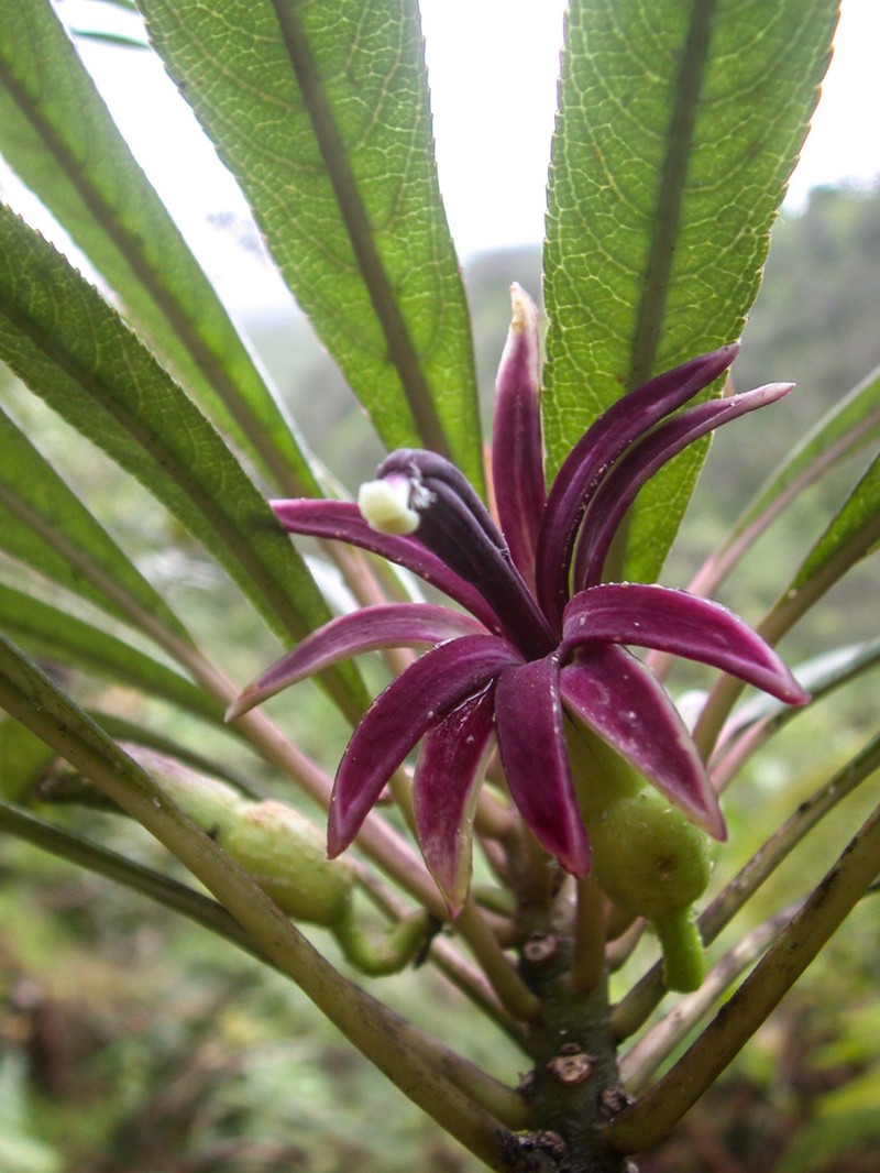Mauna Loa Clermontia photo 8