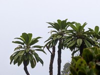 Oahu Clermontia