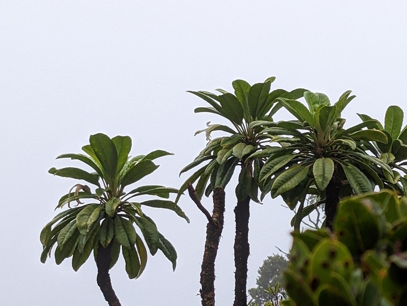 Oahu Clermontia
