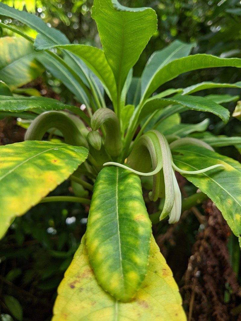Oahu Clermontia photo 2