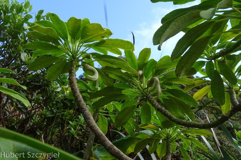 Oahu Clermontia photo 3